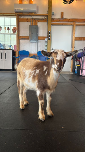 Cute brown-and-white pygmy goat standing on a black rubber floor inside a bright barn/workshop with wooden beams, string lights and storage cabinets
