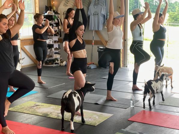 Group of women practicing tree pose on yoga mats in a bright barn-style studio during goat yoga, with friendly goats wandering between mats