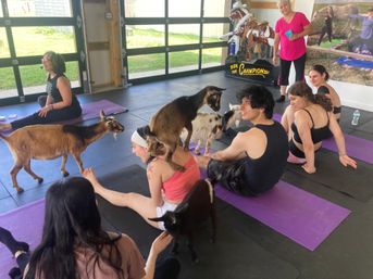 Goat Yoga Group Class on the Farm at Nashville Horse and Goat Yoga + Hat Bar Add-On image 73