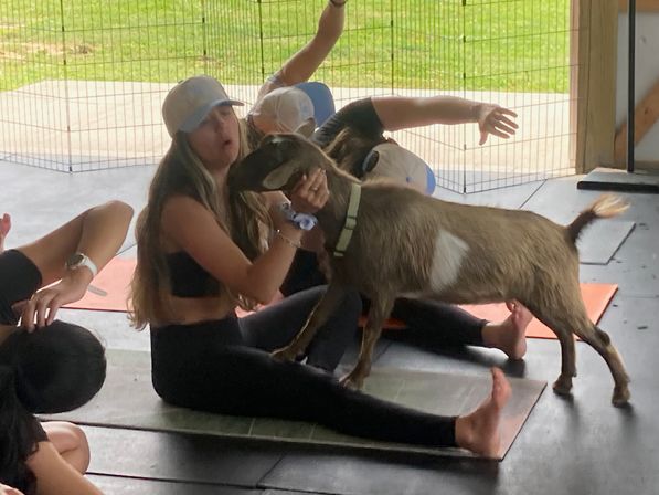 Playful brown goat nuzzles a yoga participant on a mat during a group goat-yoga session in a covered barn-style pavilion, other participants stretching nearby.