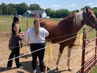 Horse Yoga on the Farm with Optional Hat Bar Experience image 37