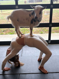 Small spotted goat standing on a person holding a wheel/bridge yoga pose on a mat inside a barn-style garage with grassy pasture visible outside — playful goat yoga on a farm.
