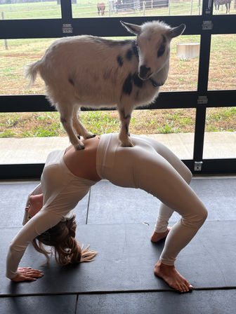 Small spotted goat standing on a person holding a wheel/bridge yoga pose on a mat inside a barn-style garage with grassy pasture visible outside — playful goat yoga on a farm.