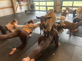 Indoor goat yoga class in a barn-style studio with participants on mats as playful goats climb on backs and mingle around.