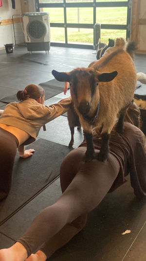 Indoor goat yoga class in a barn-style studio with participants on mats as playful goats climb on backs and mingle around.