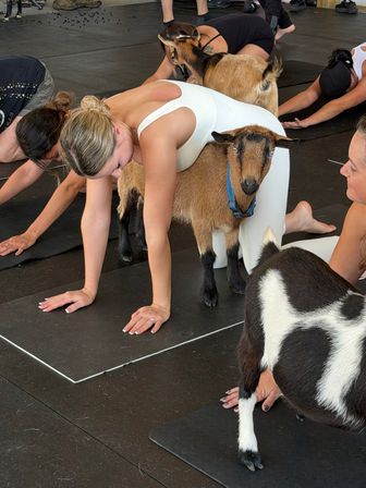Indoor goat yoga class with participants on black mats in tabletop poses as small brown and black goats climb, nuzzle, and rest against them.