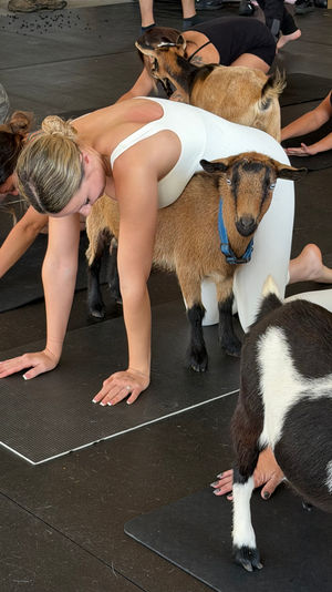 Indoor goat yoga class with participants on black mats in tabletop poses as small brown and black goats climb, nuzzle, and rest against them.