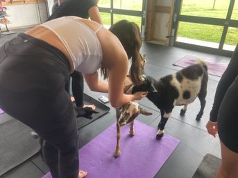 Goat Yoga Group Class on the Farm at Nashville Horse and Goat Yoga + Hat Bar Add-On image 77