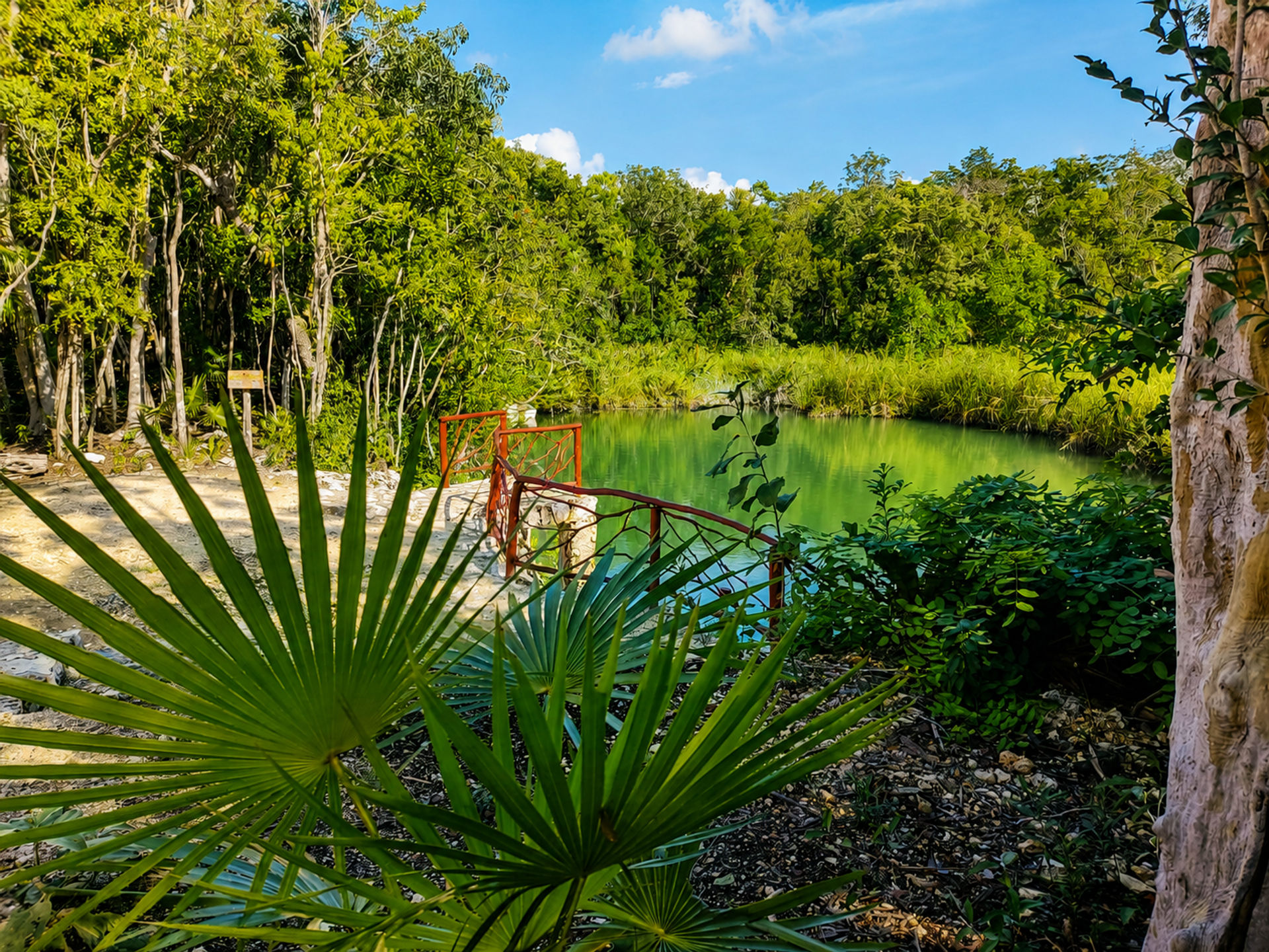 Sound Healing and Cacao Ceremony in Private Cenote image 2