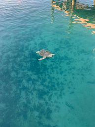 Ole Ike Bay -Exuma Bahamas - Ocean Views, Private Beach, Dock, Pickleball and Watersports Activities image 9