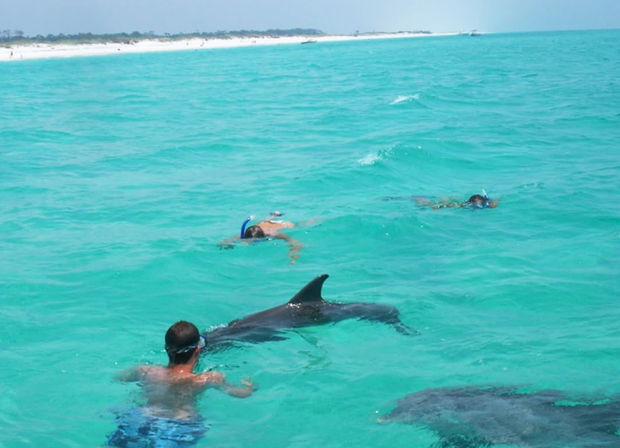Snorkelers in clear turquoise water swimming alongside a dolphin near a white sandy beach