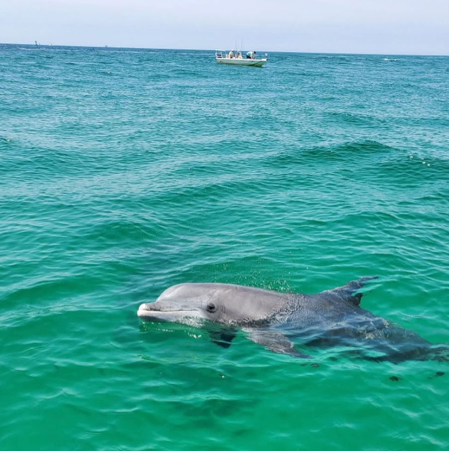 Curious bottlenose dolphin surfacing in clear turquoise coastal waters with a small boat on the distant horizon.