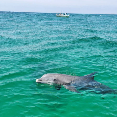 Curious bottlenose dolphin surfacing in clear turquoise coastal waters with a small boat on the distant horizon.