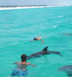 Snorkelers in clear turquoise water swimming alongside playful dolphins off a white‑sand beach