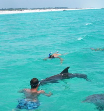 Snorkelers in clear turquoise water swimming alongside playful dolphins off a white‑sand beach
