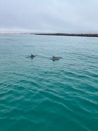 Two dolphins surfacing in turquoise coastal water near a rocky breakwater under an overcast sky