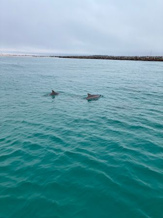 Two dolphins surfacing in turquoise coastal water near a rocky breakwater under an overcast sky