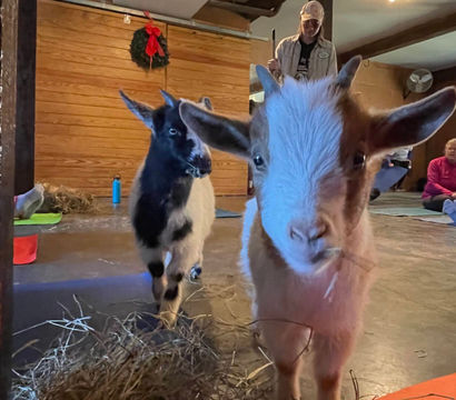 Close-up of curious miniature goats photobombing an indoor goat yoga class in a rustic wood-paneled barn with yoga mats, scattered hay, and people in the background.