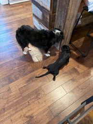 Two dogs lounging by a rustic wooden kitchen island on warm hardwood floors — a larger black-and-white long-haired dog sniffing the island and a small black short-haired dog sprawled flat.