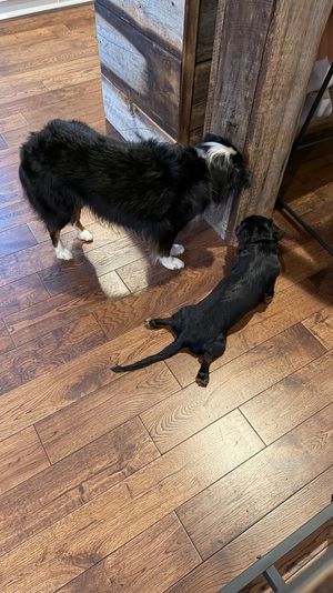 Two dogs lounging by a rustic wooden kitchen island on warm hardwood floors — a larger black-and-white long-haired dog sniffing the island and a small black short-haired dog sprawled flat.