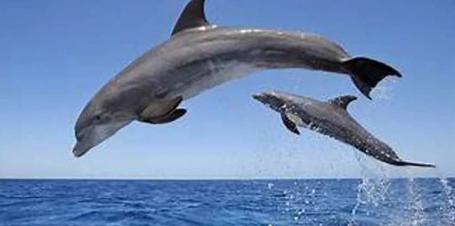 Playful dolphins leaping out of the blue ocean, mid-air above splashing water under a clear sky