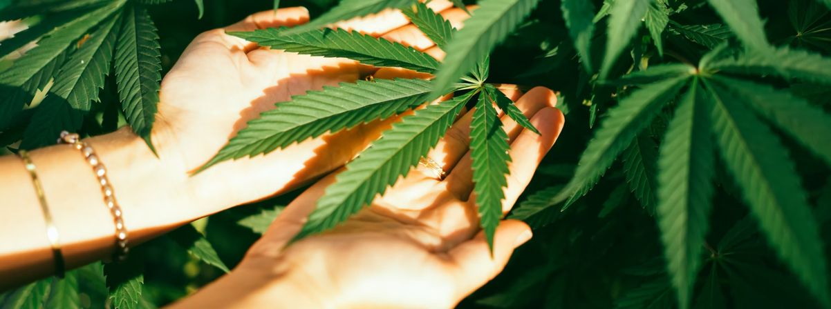 Sunlit hands gently holding a serrated cannabis leaf amid dense green foliage, close-up in an outdoor hemp garden