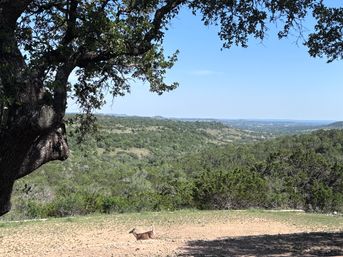 Scenic hill-country overlook framed by a large oak tree, rolling green hills under a clear blue sky, and a deer walking across the sunlit foreground.