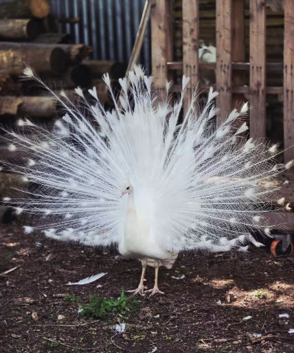 White Peacocks & Ranch Vibes: Stay, Celebrate, Repeat image 2