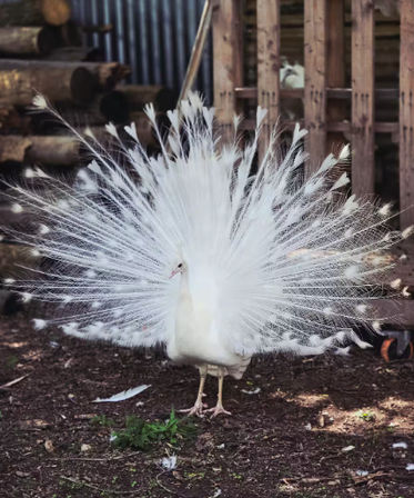 White Peacocks & Ranch Vibes: Stay, Celebrate, Repeat image 2