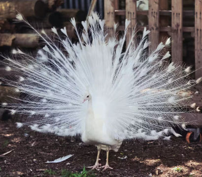 White Feathers Ranch