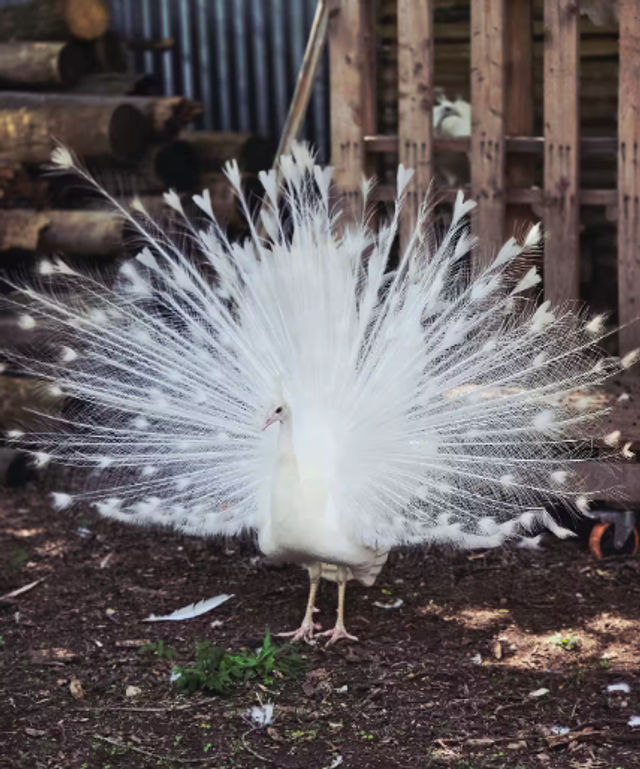 White Peacocks & Ranch Vibes: Stay, Celebrate, Repeat image 3