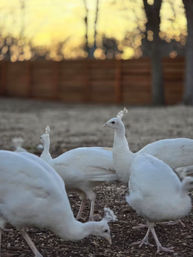 White Peacocks & Ranch Vibes: Stay, Celebrate, Repeat image 5
