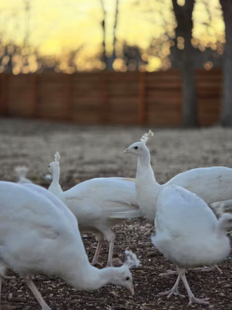 White Peacocks & Ranch Vibes: Stay, Celebrate, Repeat image 5