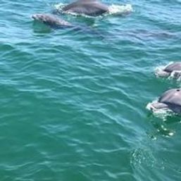 Pod of dolphins surfacing and swimming through clear turquoise coastal ocean water