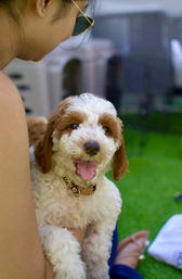 Happy fluffy white-and-brown puppy with curly fur and tongue out, being cradled by a person sitting on green grass