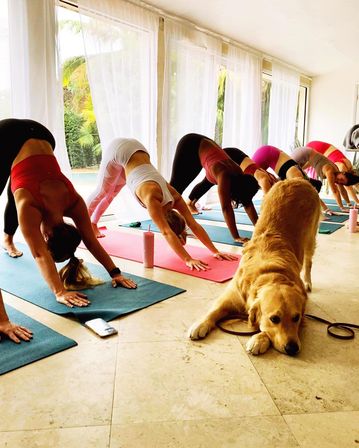 Sunlit indoor yoga class with a row of people in downward dog on colorful mats by floor-to-ceiling windows overlooking palm trees, a playful golden retriever resting on the tile floor in the foreground.