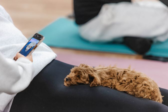Small curly brown puppy napping on a person's lap while they scroll a smartphone, colorful yoga mats in the background