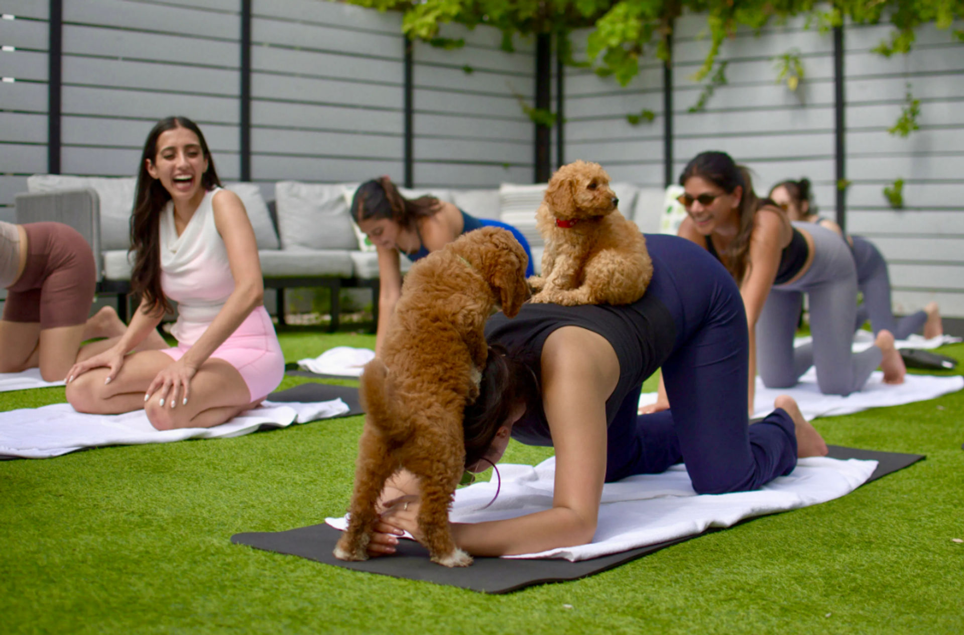 Outdoor patio puppy yoga session on artificial grass, women on mats doing poses while two small brown poodle puppies climb on a participant’s back and the group laughs.