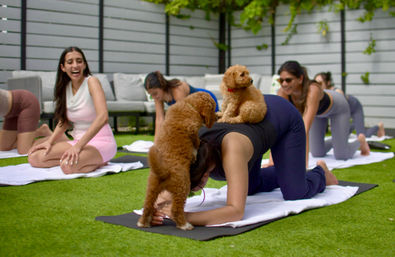 Outdoor puppy yoga session on a green lawn: women in a group class, one in a tabletop pose with two small curly brown puppies climbing and sitting on her back while others laugh.