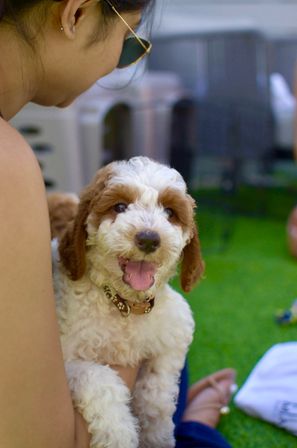 Close-up of a happy brown-and-white curly puppy being held on a grassy lawn, tongue out, with a person wearing sunglasses in the frame