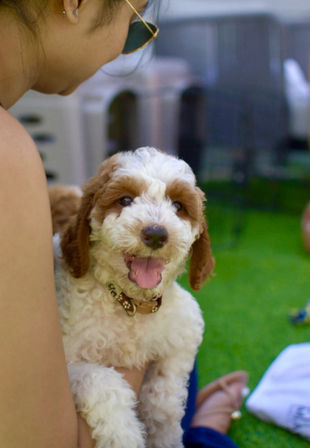 Smiling brown-and-white curly puppy with a collar, tongue out, being held by a person in sunglasses on green grass in a sunny backyard.