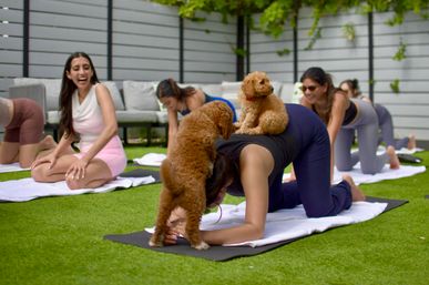 Outdoor puppy yoga class on a green lawn with women on yoga mats in tabletop poses while two small curly brown puppies climb and play on a participant’s back, others smiling and laughing.
