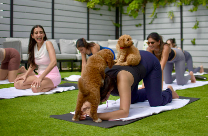 Outdoor dog yoga class on a green lawn with women on mats and small brown puppies climbing and sitting on a participant's back during a tabletop pose