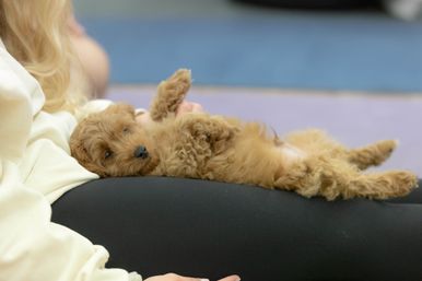 Small curly-coated brown puppy lying belly-up, relaxed on a person's lap indoors, cute cuddly puppy on black leggings