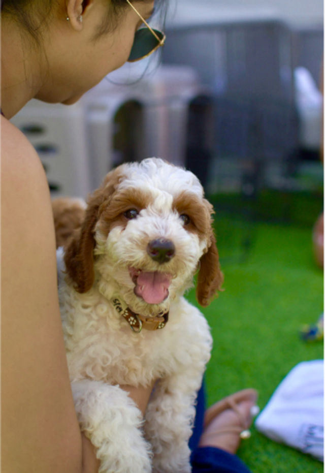 Fluffy brown-and-white puppy wearing a collar, happily panting in a person's lap on a green lawn — cute outdoor pet moment