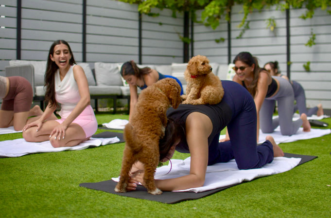 Group outdoor puppy yoga on a green lawn: women on yoga mats laughing as small brown poodle puppies climb and sit on a participant in tabletop pose in a fenced backyard courtyard.