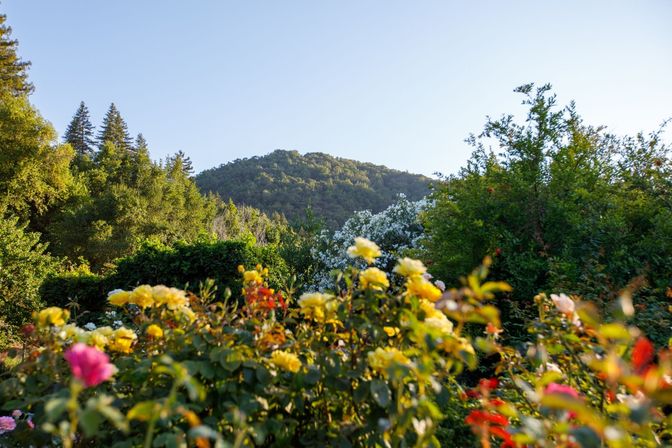 Glen Ellen Vineyard Estate With Pool and Hot Tub image 34