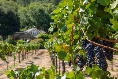 Glen Ellen Vineyard Estate With Pool and Hot Tub image 53