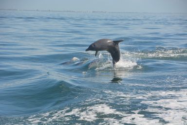 Playful bottlenose dolphin leaping from calm blue coastal ocean, another dolphin surfacing nearby with splashing gentle waves
