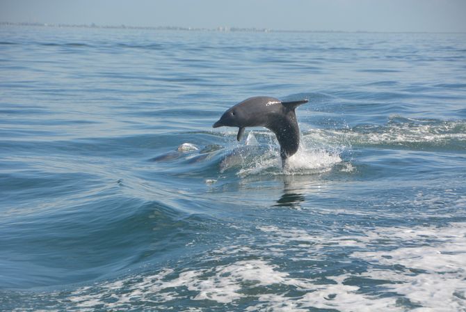 Playful bottlenose dolphin leaping from calm blue coastal ocean, another dolphin surfacing nearby with splashing gentle waves